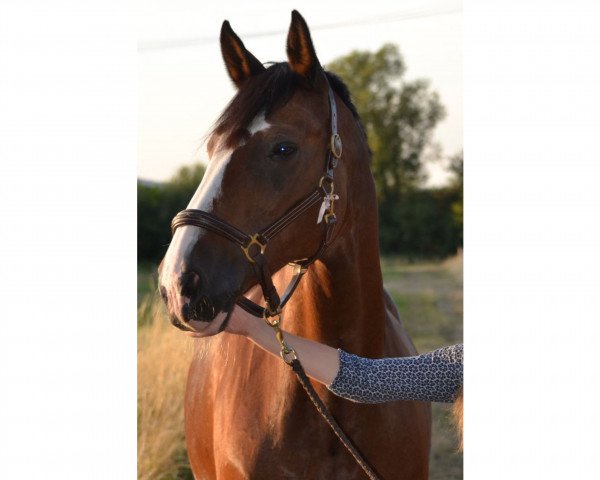 horse Wait and see (Hanoverian, 1992, from Walt Disney I)