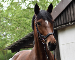 dressage horse Calluna 12 (Westphalian, 2009, from Cordobes II)