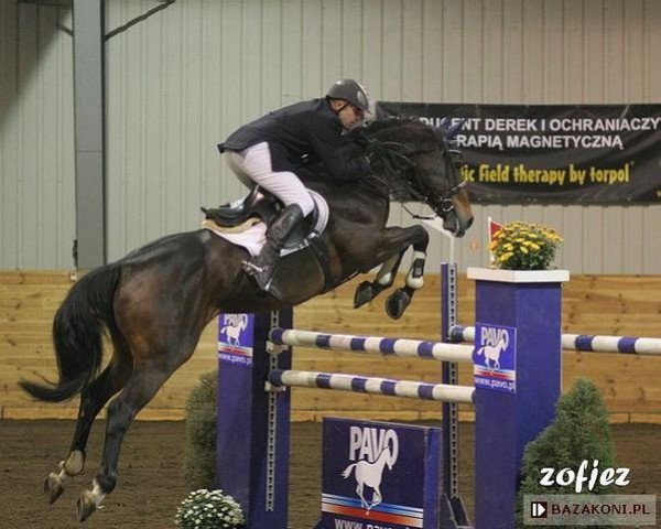 dressage horse Lando (KWPN (Royal Dutch Sporthorse), 1991, from Landadel)