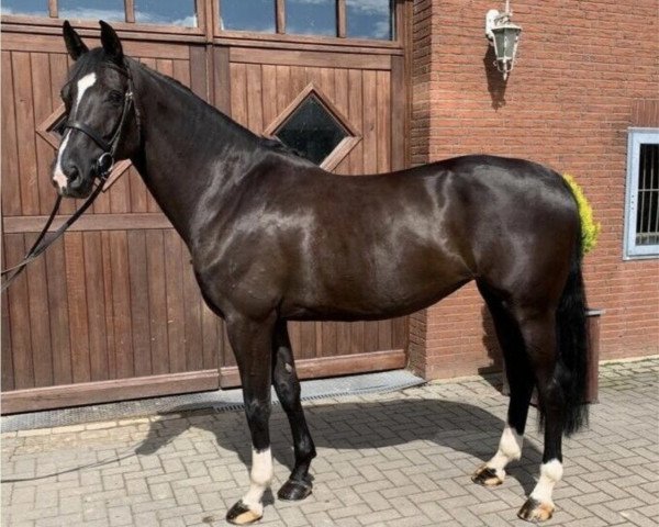 horse Orphelia van het Molenhof (Belgian Warmblood, 2014, from Hunters Scendro)