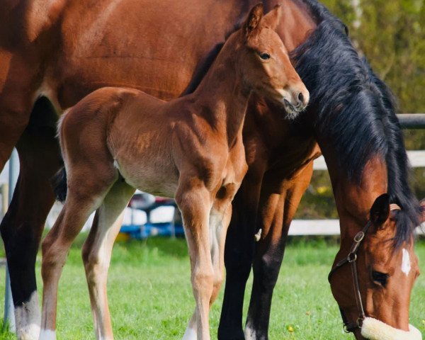 horse Diala Diwillow MH (German Sport Horse, 2023, from Dia Corrado)