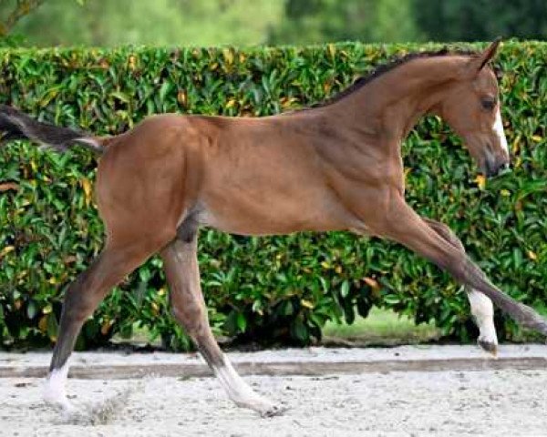 horse Double Touch Van Het Arkeveld Z (Zangersheide riding horse, 2023, from Don't Touch Tiji Hero)