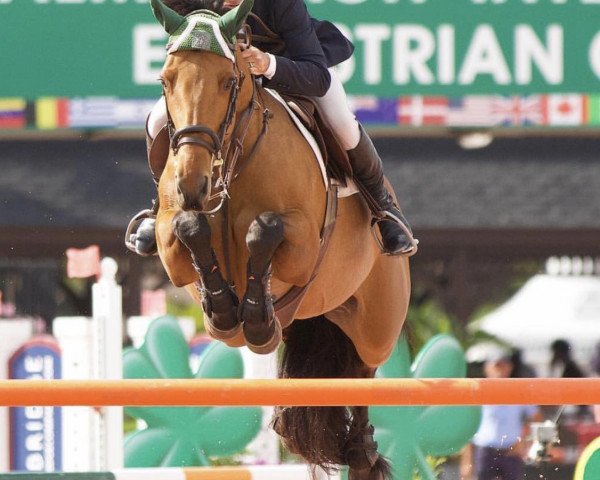 Springpferd Call Me Ruth (Irish Sport Horse, 2009, von Luidam)