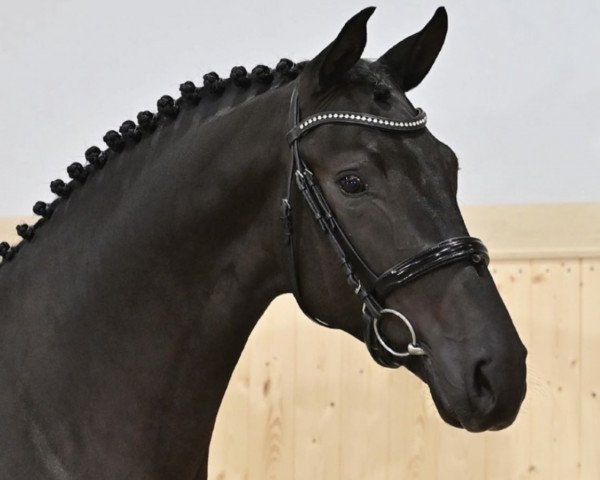 horse Mistral (Oldenburg, 2019, from Mykonos)