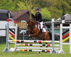 jumper Diamant 587 (German Riding Pony, 2010, from De Luxe)