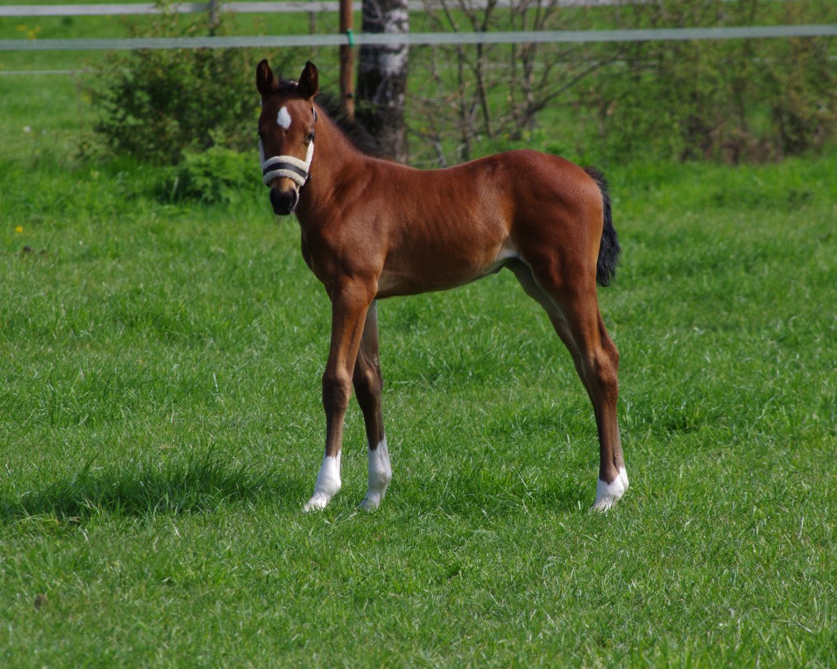 horse Kelani (Holsteiner, 2023, from Keaton HV)
