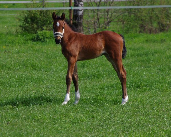 horse Kelani (Holsteiner, 2023, from Keaton HV)