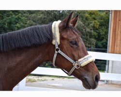 dressage horse Labana 2 (Württemberger, 2005, from Lone Star)