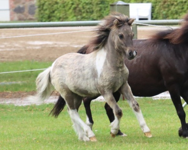 Deckhengst Janikos Amiro (Dt.Part-bred Shetland Pony, 2023, von Ambitie van de Zandkamp)