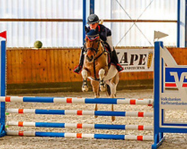 Springpferd Dublin K (Deutsches Reitpony, 2017, von Dimension AT NRW)