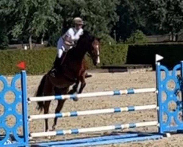 horse Sibra (Belgian Warmblood, 2018, from Untouchable)