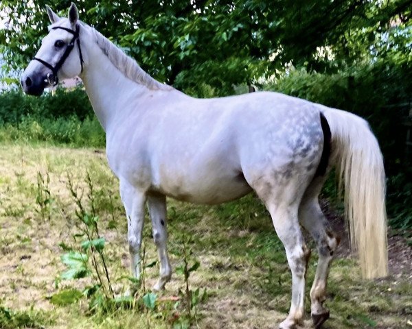 broodmare Hella de Lux (Westphalian, 2013, from Hermes de Lux)