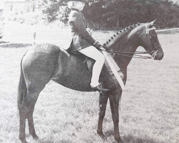 horse Oakley (c) Binnie (British Riding Pony,  , from Oakley (C) Bubbling Spring)
