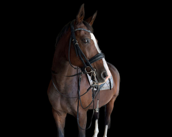 dressage horse Viva Belissima JM (Oldenburg, 2010, from Belissimo NRW)