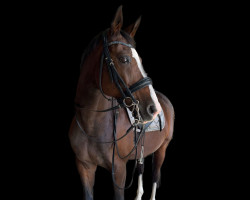 dressage horse Viva Belissima JM (Oldenburg, 2010, from Belissimo NRW)