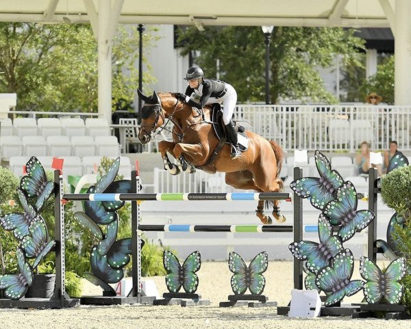 jumper Kristal Brillante (KWPN (Royal Dutch Sporthorse), 2015, from Tangelo van de Zuuthoeve)