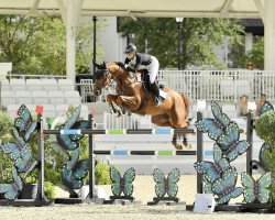 jumper Kristal Brillante (KWPN (Royal Dutch Sporthorse), 2015, from Tangelo van de Zuuthoeve)
