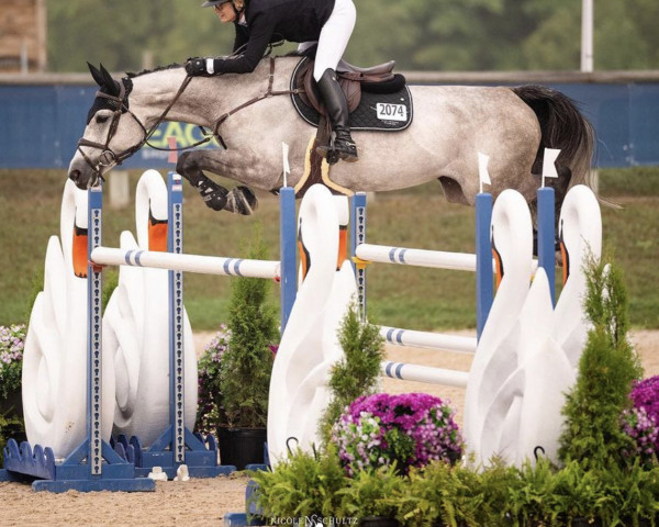jumper Panama Fz (Sella Italiano, 2015, from Clarimo Ask)