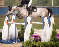 jumper Panama Fz (Sella Italiano, 2015, from Clarimo Ask)