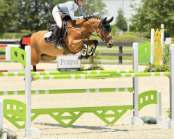 jumper Lefuson VDL (KWPN (Royal Dutch Sporthorse), 2016, from Arezzo VDL)
