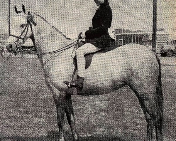 broodmare Cusop Serenade (Welsh-Pony (Section B), 1955, from Bwlch Valentino) broodmare Cusop Serenade (Welsh-Pony (Section B), 1955, from Bwlch Valentino)