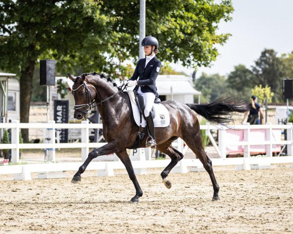 dressage horse Fraya - P (Hanoverian, 2018, from For Dance)