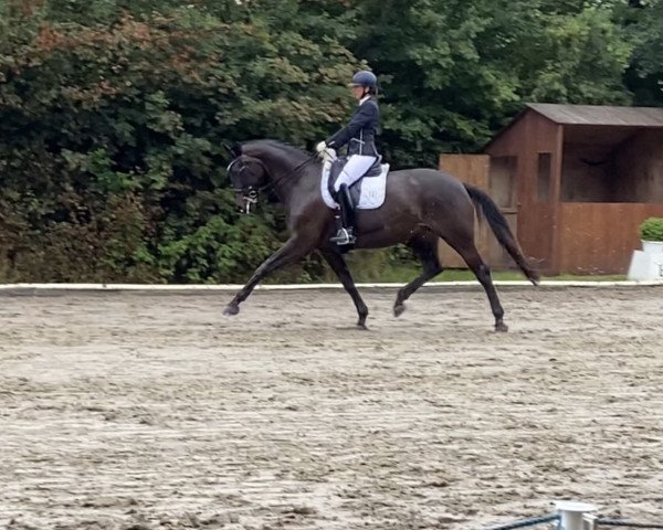 dressage horse Framboise 4 (Westphalian, 2014, from Foundation 2) dressage horse Framboise 4 (Westphalian, 2014, from Foundation 2)