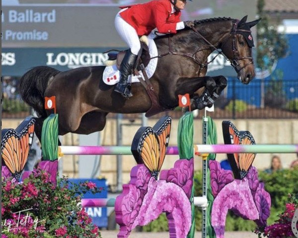 Springpferd Darkos Promise (Irish Sport Horse, 2008, von Unbekannt IR) Springpferd Darkos Promise (Irish Sport Horse, 2008, von Unbekannt IR)