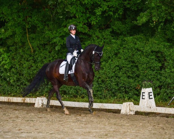 dressage horse Zauberkönig 4 (KWPN (Royal Dutch Sporthorse), 2010, from Gribaldi)