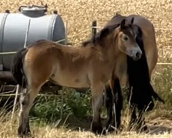 horse Frieda (Rhenish-German Cold-Blood, 2023, from Fietje)