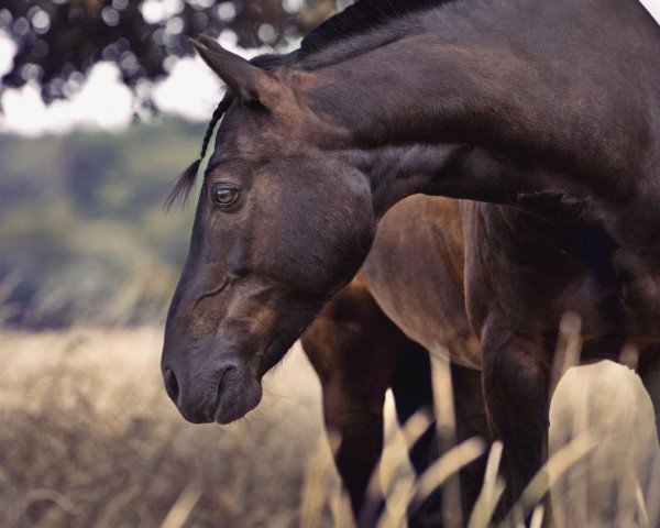 horse Timms Must Have (German Riding Pony, 2015, from Grenzhoehes My Fireball)