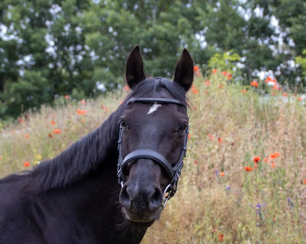 horse Sephora (Hanoverian, 2011, from Sir Shutterfly)