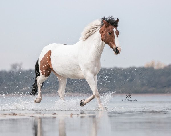 dressage horse Golden Boy 170 (German Riding Pony, 2012, from Gladstone)