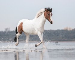 dressage horse Golden Boy 170 (German Riding Pony, 2012, from Gladstone)