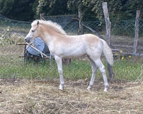 horse Starlight (Haflinger, 2023, from Stano)