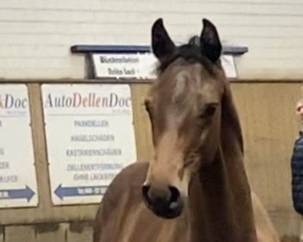 horse Hengst von Charaktervoll / Diarado (Holsteiner, 2023, from Charaktervoll Hv)
