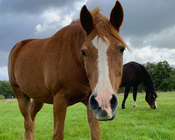 Pferd Jack (Deutsches Reitpony, 2003)