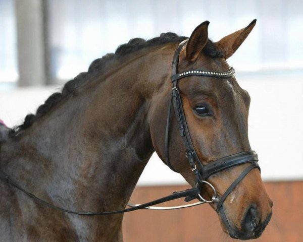 dressage horse It's Showtime 12 (Oldenburg, 2018, from Indian Rock) dressage horse It's Showtime 12 (Oldenburg, 2018, from Indian Rock)
