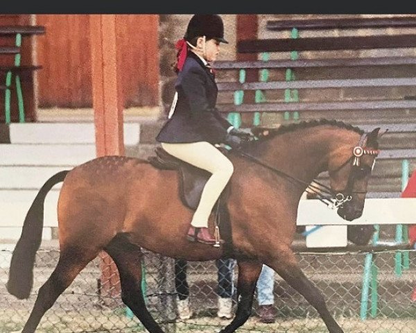 broodmare Ardenhall Spellbound (British Riding Pony, 1993, from Orielton Aristocrat)