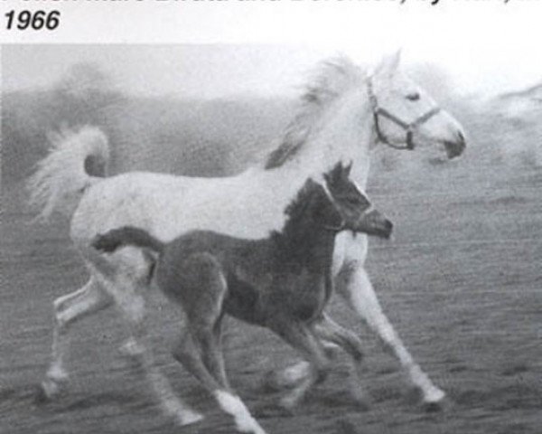 broodmare Biruta ox (Arabian purebred, 1955, from Trypolis 1937 ox)