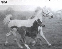 broodmare Biruta ox (Arabian purebred, 1955, from Trypolis 1937 ox)