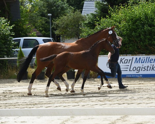 Pferd Hengst von Contino-Quick PS / Ludwigs As (Westfale, 2023, von Contino-Quick Mvf)