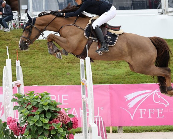 horse Gina Val Henry (Selle Français, 2016, from Catchar Mail)