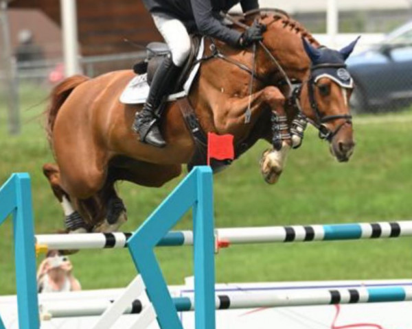 Caballo de salto Ma Pomme de Tamerville (Sangre caliente belga, 2012, de Deauville van T&L)