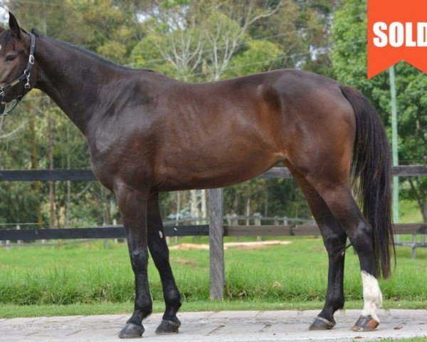 horse Dream de San Isidro (Selle Français, 2013, from Mylord Carthago)