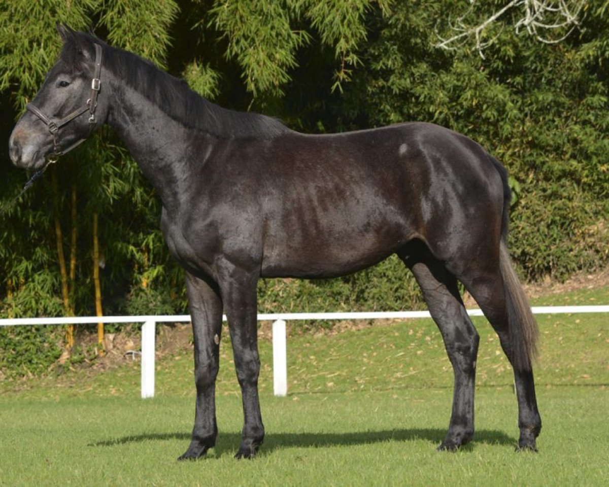 Pferd Face To Face de San Isidro (Selle Français, 2015, von Mylord Carthago)