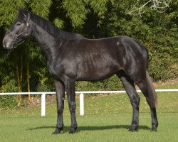 horse Face To Face de San Isidro (Selle Français, 2015, from Mylord Carthago)