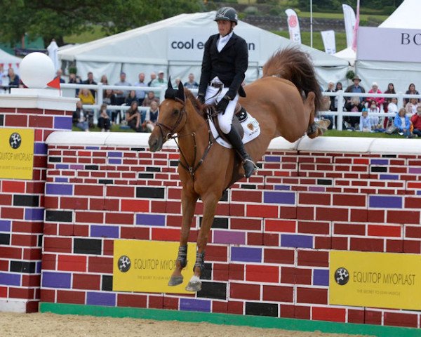 Springpferd Lord Luidam (Anglo Europäisches Sportpferd, 2008, von Guidam)