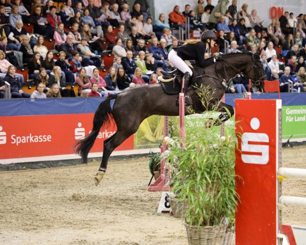 Springpferd Claire 132 (Hannoveraner, 2009, von Conteur)