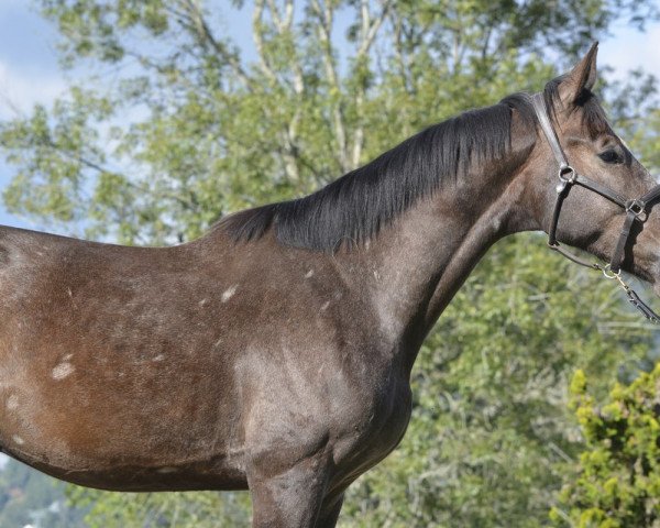 horse Fair Play San Isidro (Selle Français, 2015, from Mylord Carthago)